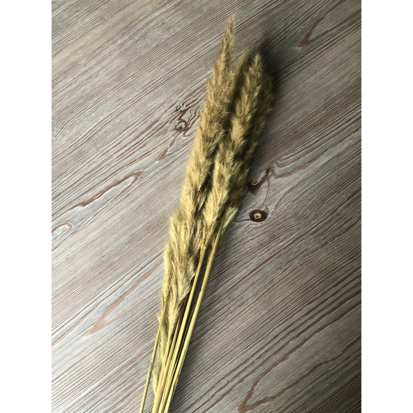 Pampas Pluimen | 5 stuks Woonunique