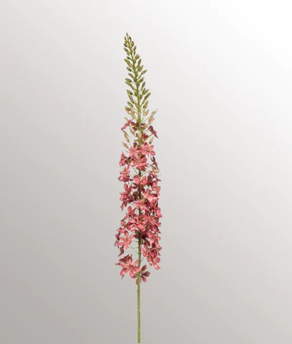 Velvet Eremurus | Mauve Woonunique